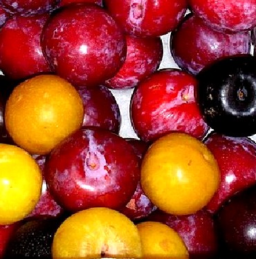 Different Colored Nectarines